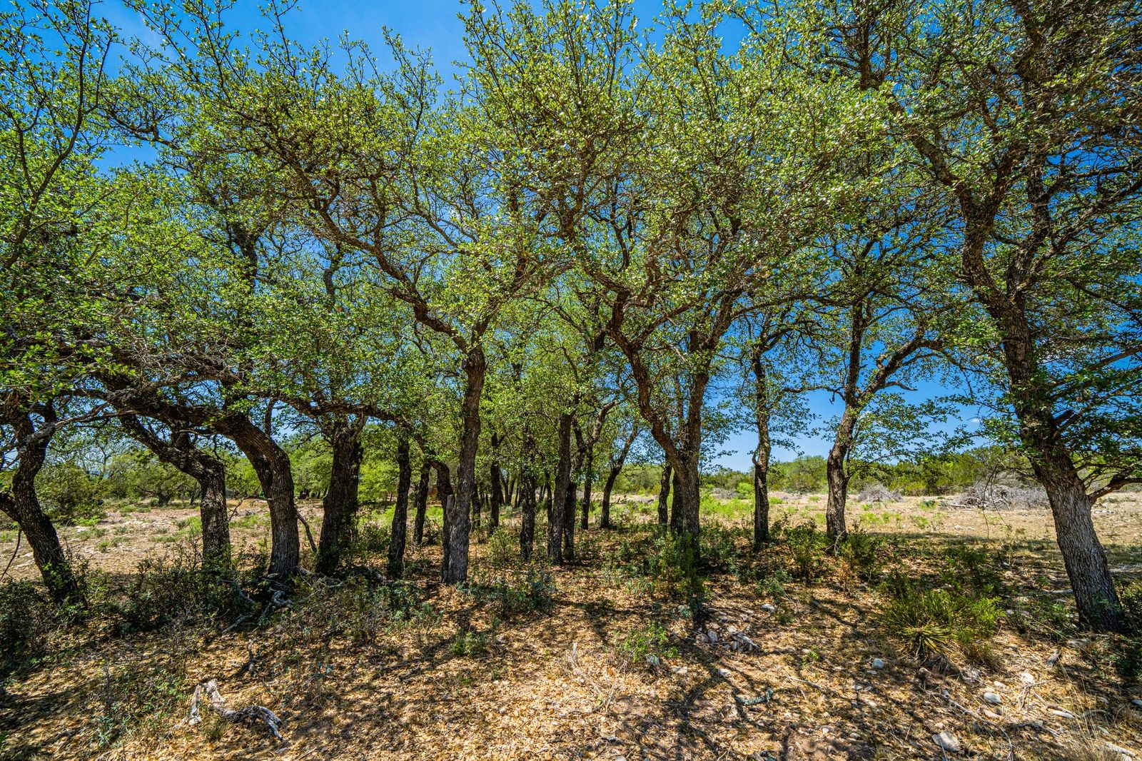 Sutton County Bluff Springs Ranch W of Junction Texas Ranches For